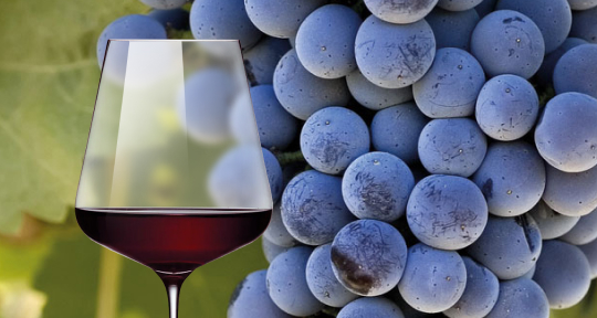 Марселан. Рожденный не в то время