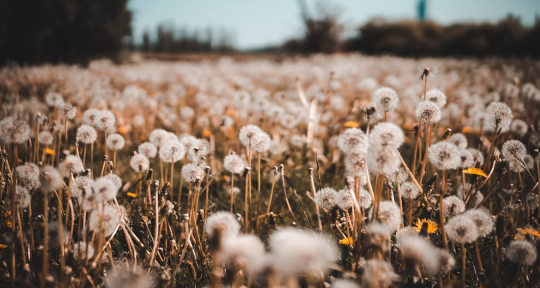 Вино из одуванчиков — это лето, закупоренное в бутылке