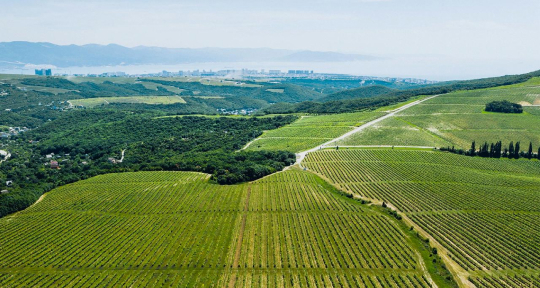Разбираемся в понятиях. Гравитационное виноделие
