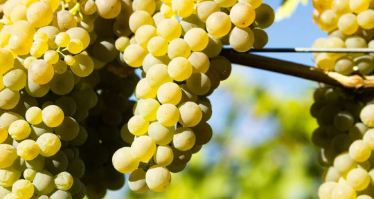 Вионье. Как заставить всех себя ненавидеть, исчезнуть и триумфально вернуться в бокалы по всему миру?