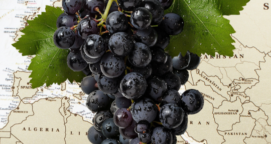 Что скрывается за понятием «международные сорта винограда»