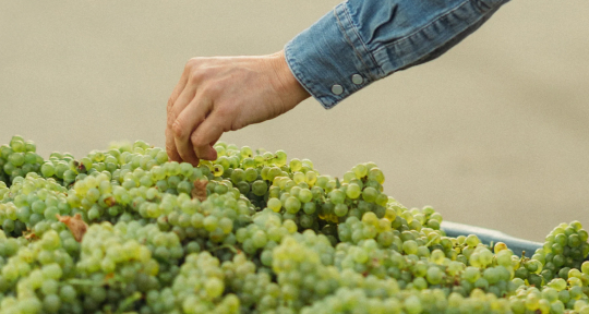 Бутиковое виноделие